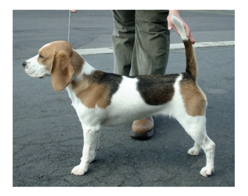 A photo of a beagle